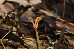 Gastrodia theana