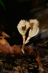 Gastrodia theana