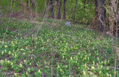 Corydalis bracteata
