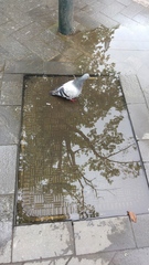 Columba livia domestica