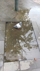 Columba livia domestica