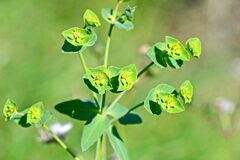 Euphorbia serrata