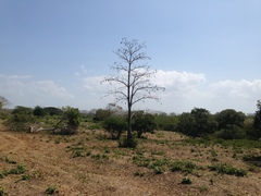 Pseudobombax septenatum