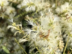 Pithecellobium lanceolatum