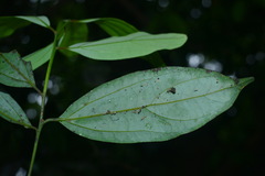 Cryptocarya chinensis