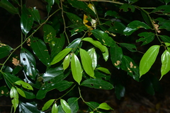 Cryptocarya chinensis