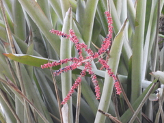 Wittmackia lingulata