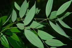 Cinnamomum subavenium