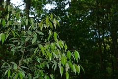 Cinnamomum subavenium
