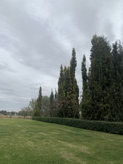 Cupressus sempervirens