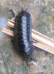 Carabina