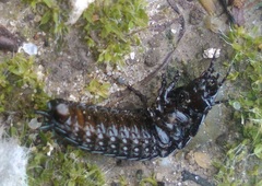 Carabina