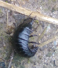 Carabina