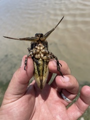 Lethocerus cordofanus