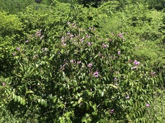 Cryptostegia madagascariensis