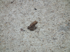 Bufo gargarizans