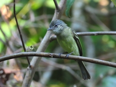 Tolmomyias sulphurescens