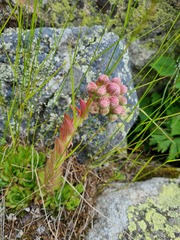 Sempervivum caucasicum