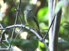 Tolmomyias sulphurescens