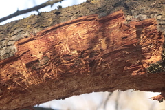 Scolytus