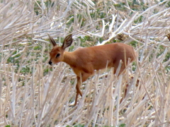 Raphicerus campestris campestris