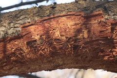 Scolytus