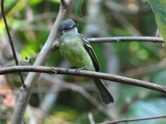 Tolmomyias sulphurescens