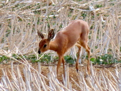 Raphicerus campestris campestris
