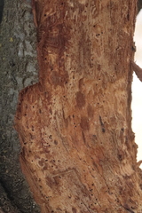 Scolytus