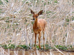 Raphicerus campestris campestris
