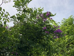 Fridericia