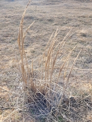 Leymus racemosus