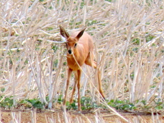 Raphicerus campestris campestris