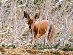 Raphicerus campestris campestris