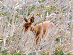 Raphicerus campestris campestris