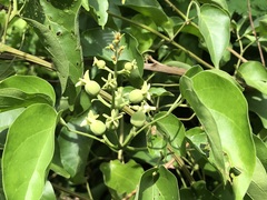Amphilophium paniculatum