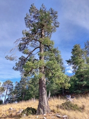 Pinus stylesii