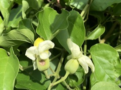 Amphilophium paniculatum