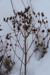 Hypericum perforatum