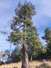 Pinus stylesii