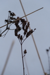 Hypericum perforatum