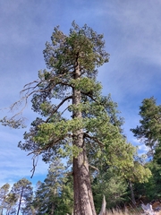 Pinus stylesii