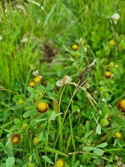 Trifolium spadiceum