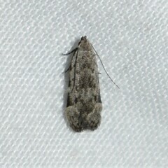 Anacampsis conclusella