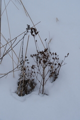 Hypericum perforatum