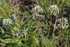 Valeriana