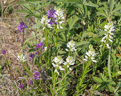 Polygala hybrida