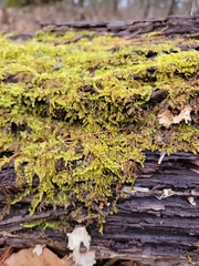 Callicladium imponens