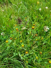 Trifolium spadiceum