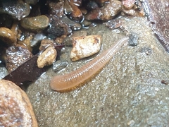 Glossiphoniidae